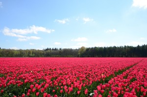 Tulpen aan de Bosrand  Dwingeloo